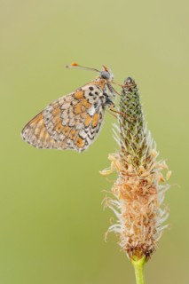 Plantain fritillary (Melitaea cinxia) with dewdrops on ribwort plantain (Plantago lanceolata),