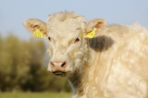 Charolais cattle (Bos primigenius taurus), portrait, North Rhine-Westphalia, Germany, Europe