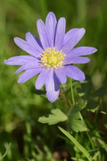 Blue anemone (Anemone apennina), flower, garden plant, North Rhine-Westphalia, Germany, Europe