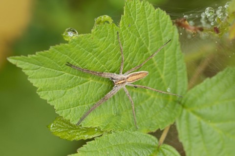 Nursery web spider (Pisaura mirabilis), female, North Rhine-Westphalia, Germany, Europe
