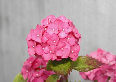 Pink flowering bigleaf hydrangea (Hydrangea macrophylla), North Rhine-Westphalia, Germany, Europe