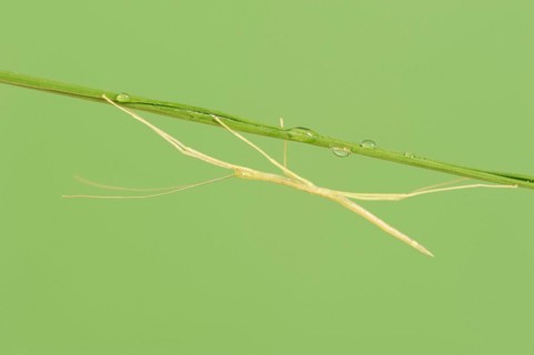 Pink Winged Stick Insect or Winged Stick Insect (Sipyloidea chlorotica, Sipyloidea sipylus), nymph,