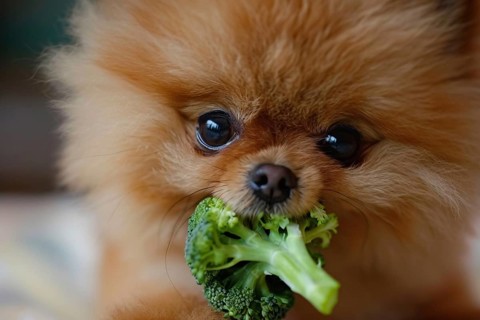 Close up of Pomeranian dog eating raw broccoli vegetable. Generative Ai, AI generated