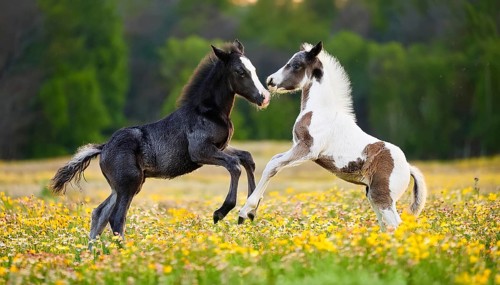 AI generated, Two young colourful foals playing on a flower meadow, Studio, AI generated