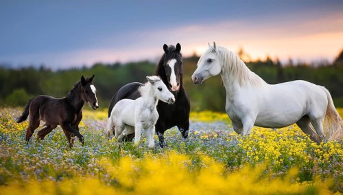Horse family, stallion, mare and two foals, studio, AI generated