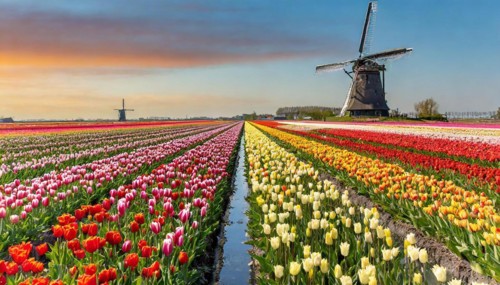 Agriculture, dense, intensely colourful blooming tulip field with a windmill, in Holland, AI