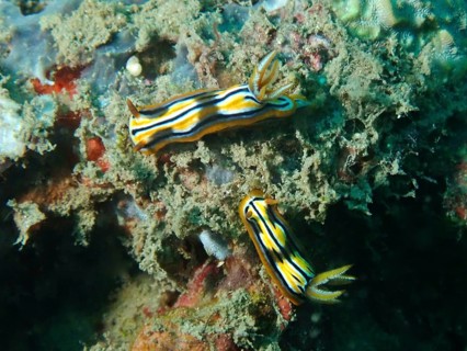 Two striped nudibranchs, Coleman's starfish (Chromodoris colemani), on a coral reef. Dive site