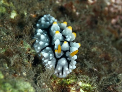 A small, white nudibranch with yellow tips, Yellow wart slug (Phyllidia varicosa), rests on the