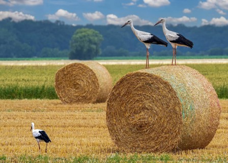 Storks on field with straw bales Stadthagen Nordsehl Germany