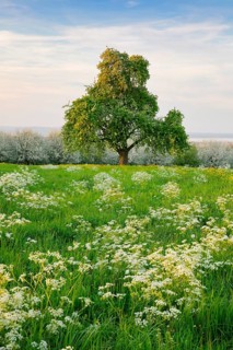 Free-standing pear tree in a flowering meadow with far-reaching views of Lake Constance, Canton
