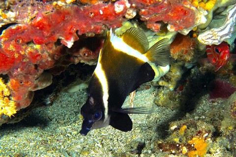 Black and white fish, Horned bannerfish (Heniochus varius), next to colourful reef corals on the
