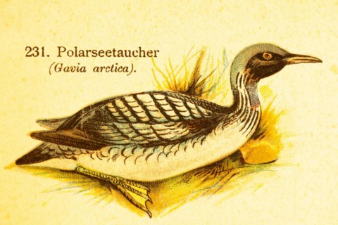 Arctic loon or black-throated loon (Gavia arctica), Arctic habitat, cold zones, world of birds,