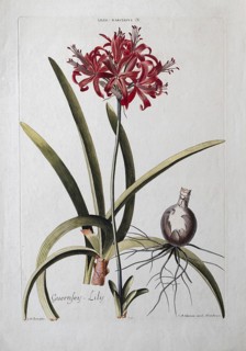 Narcissus or Guernsey Lily, old coloured copperplate engraving by J. M. Seligmann after Georg Ehret