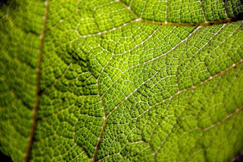 Gunnera leaf, Gunneratinctoria, Chile, South America