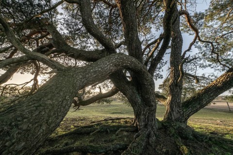 Old Scots pine (Pinus sylvestris), Emsland, Lower Saxony, Germany, Europe
