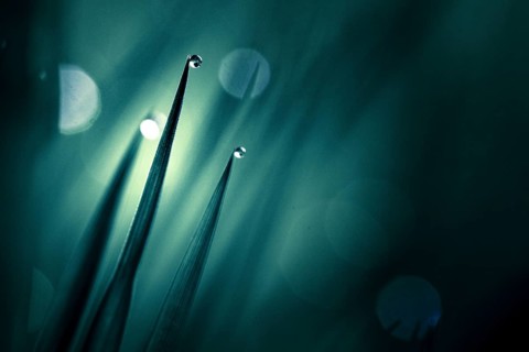 Blades of grass in detail with dewdrops, Mindelheim, Bavaria, Germany, Europe