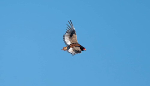 Bateleur (Terathopius ecaudatus), adult, in flight against a blue sky, Etosha National Park,