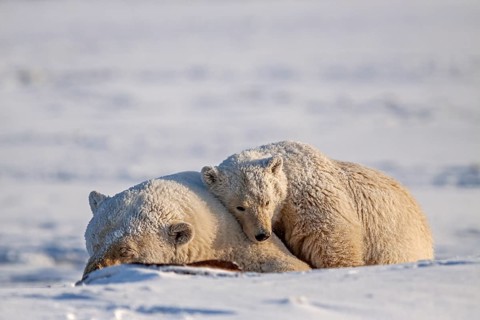 Polar bears (Ursus maritimus), polar bear mother and young sleeping in the snow, Kaktovik, Arctic