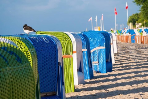 Row of colourful beach chairs on a sunny beach with an oystercatcher (Haematopus ostralegus) on a