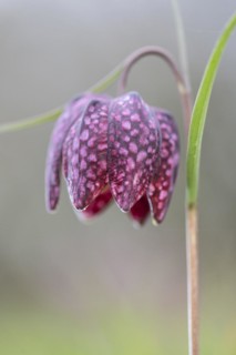 Snake's head fritillary (Fritillaria meleagris), Emsland, Lower Saxony, Germany, Europe