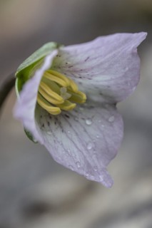 Pseudotrillium (Trillium rivale), Emsland, Lower Saxony, Germany, Europe