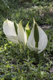 White false calla (Lysichiton camtschatcensis), Emsland, Lower Saxony, Germany, Europe