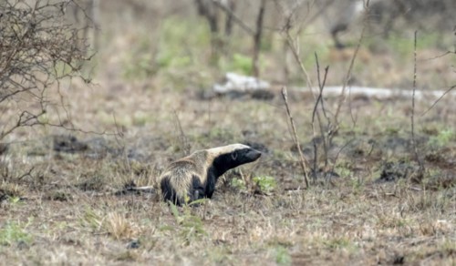 Honey badger (Mellivora capensis), Kruger National Park, South Africa, Africa