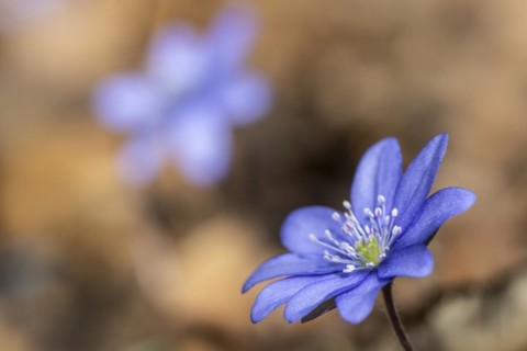 Liverwort (Hepatica nobilis), North Rhine-Westphalia, Germany, Europe
