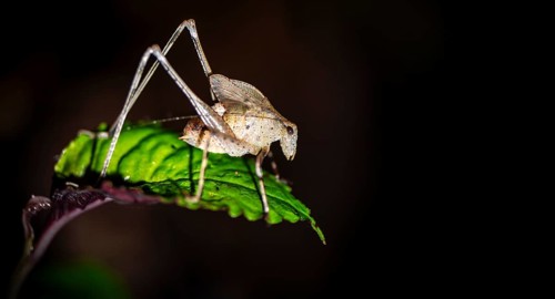 Sickle-winged grasshopper (Phaneroptera) sitting on a leaf, at night in the tropical rainforest,
