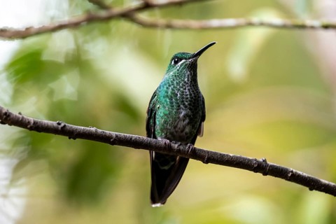 Green-crowned brilliant (Heliodoxa jacula) sitting on a branch, Monteverde Cloud Forest, Monte