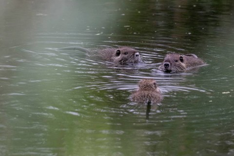 Nutrias (Myocastor coypus), Baden-Württemberg, Germany, Europe