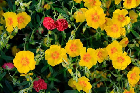 Rock-rose (Helianthemum), flowering, flower, yellow, red, Elllerstadt, Germany, Europe