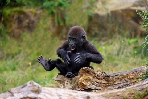 Western gorilla (Gorilla gorilla), young animal, imposing behaviour, grimace