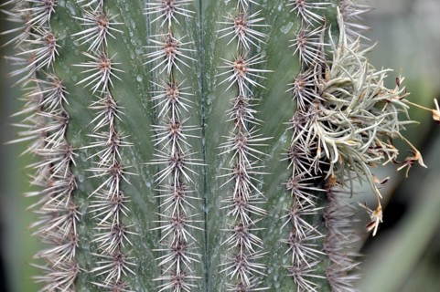 Pachycereus pringlei, Mexico, Central America