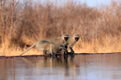 Vervet Monkey (Chlorocebus pygerythrus), adult, three animals, group, drinking, at the water,