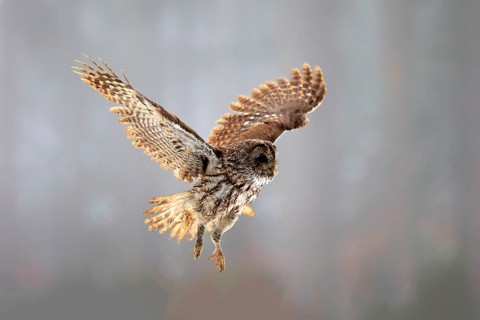 Tawny Owl (Strix aluco), adult flying in winter, Zdarske Vrchy, Bohemian-Moravian Highlands, Czech