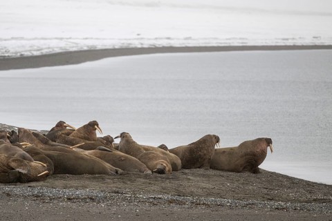 Walrus (Odobenus rosmarus), walrus, wintery headland Ardneset, Svalbard and Jan Mayen archipelago,