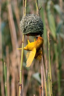 Eastern golden weaver (Ploceus subaureus), adult, male, at the nest, mating, Saint Lucia Estuary,