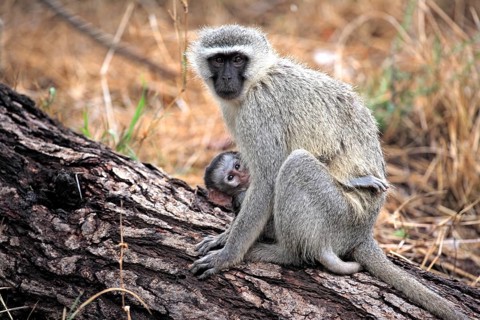 Vervet Monkey (Chlorocebus pygerythrus), adult, female, kitten, tree, Kruger National Park, Kruger