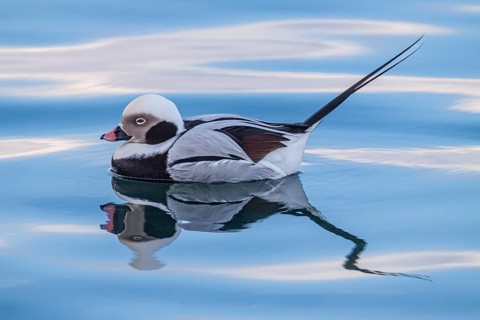Long-tailed duck (Clangula hyemalis), swimming in the water, Batsfjord, Varanger Peninsula, Norway,