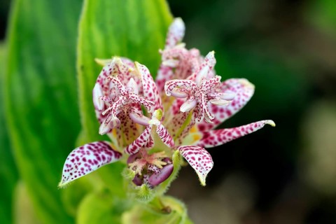 Bristly toad lily (Tricyrtis hirta), flowering, flower, Ellerstadt, Germany, Europe