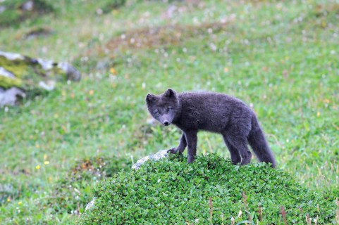 Young Arctic fox (Vulpes lagopus), Hornbjarg, Hornstrandir, Westfjords, Iceland, Europe