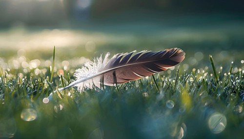 A lone feather resting gently on a dew-covered grassy field, with soft morning light illuminating
