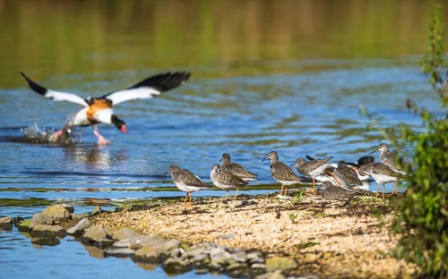 Common Redshank, Tringa totanus on marshes with Common Shelduck, Tadorna tadorna in background