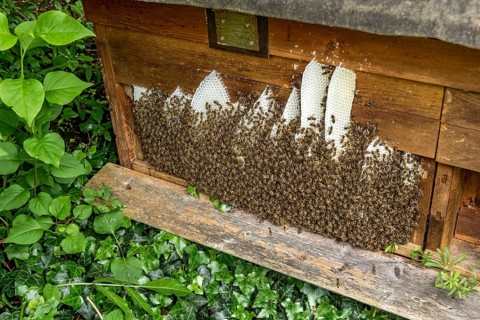 Bee colony, many bees, Western or European honey bee (Apis mellifera), wild construction of natural