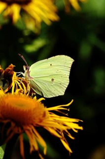 Lemon butterfly (Gonepteryx rhamny) on a yellow flower of a Great Telekie (Telekia speciosa), in