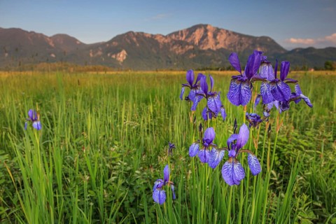 Irises, flowers, evening light, mood, spring, Loisach-Lake Kochel moor, view of Herzogstand,