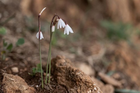 Autumn knot flower (Acis autumnalis), Sicily, Italy, Europe