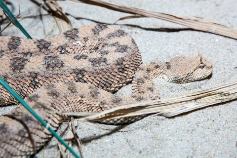 Desert horned viper (Cerastes cerastes), captive, Germany, Europe