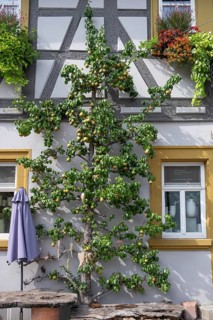 Ripe fruit on a trellis pear (Pyrus) on a residential building, Iphofen, Lower Franconia, Bavaria,